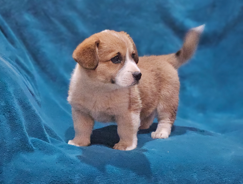 Exceptional Corgi puppy available