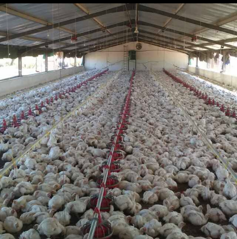 5 week old broilers for sale