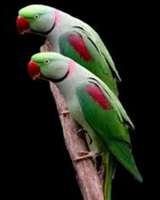 Pet shop parrots for sale sale