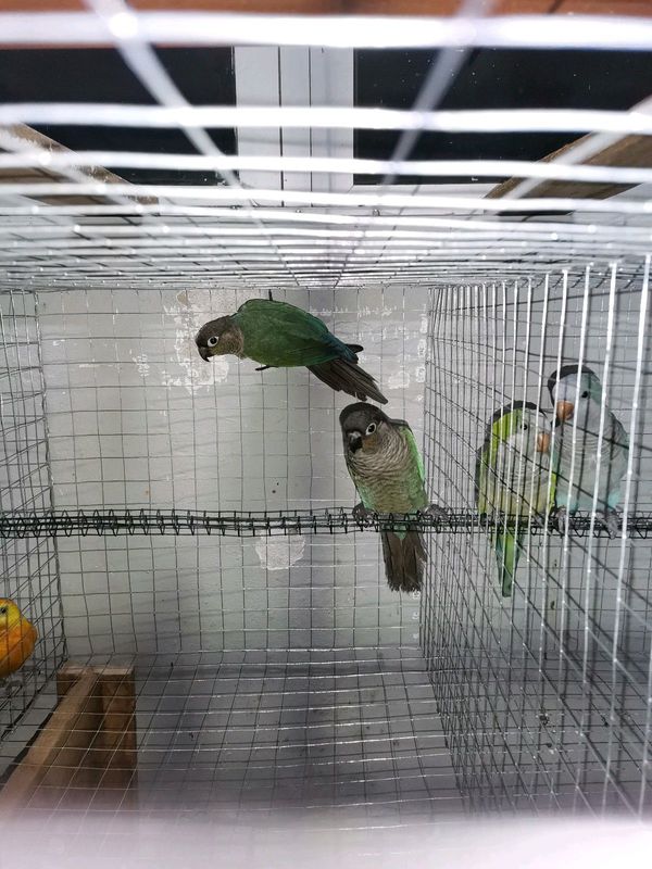 Breeding Pair Turquoises Conures For Sale