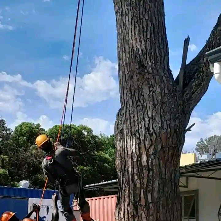 L .M TREE FELLING AND GARDEN SERVICES