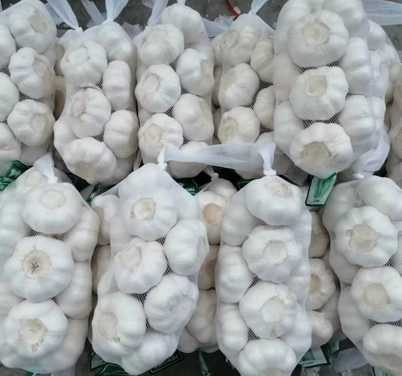 Top Grade fresh white garlic and red garlic in bulk price