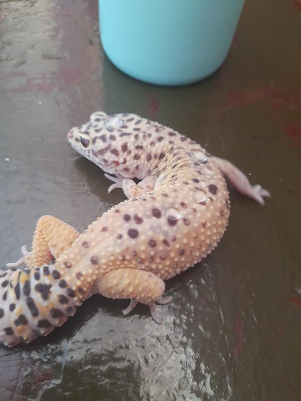 Leopard gecko for sale with cage and all accessories