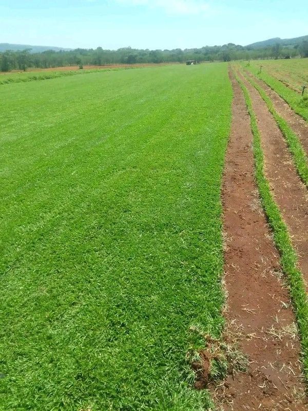 We supply and install green grass Lm Berea grass//Kikuyu grass//Buffalo grass