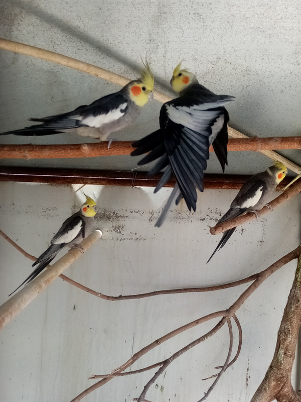 Cockatiels - Ad posted by Ryan Smit