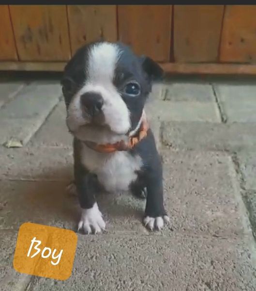 Gumtree boston terrier puppies fashion for