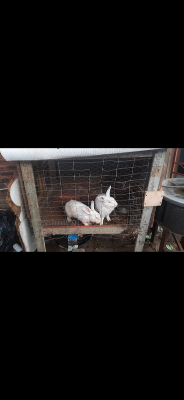 NEW ZEALAND WHITE BREEDING PAIR RABBITS WITH THE HUTCH