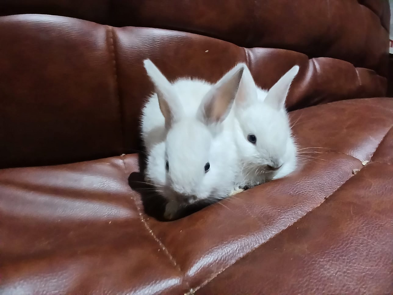 Cute baby rabbits