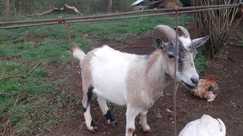 Dwarf goat for sale