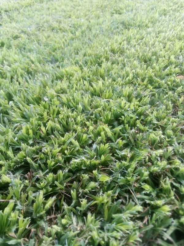 KIKUYU grass and etc