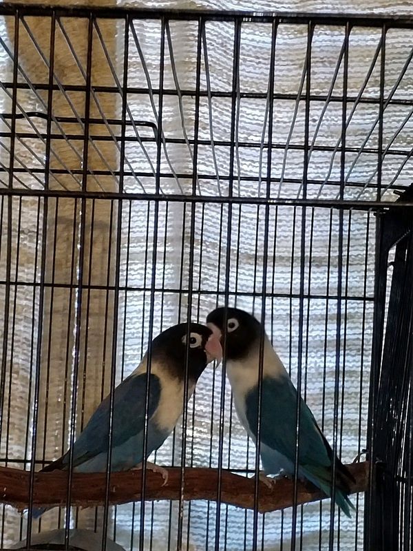 Lovebirds for sale
