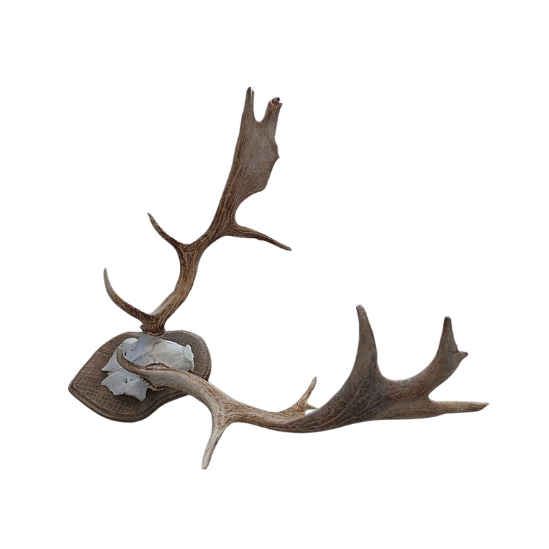 Genuine Fallow Deer on Shield