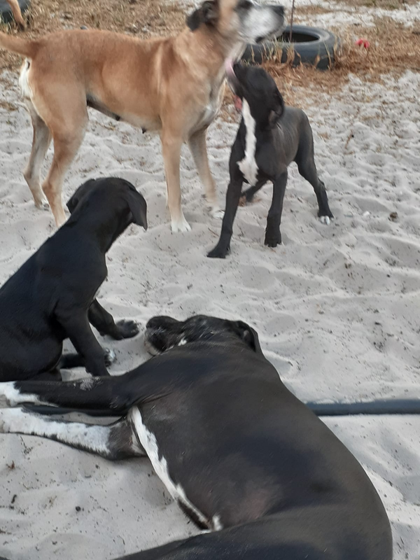 Great Dane X Puppies for sale