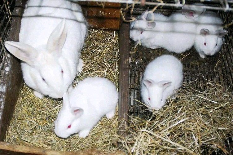 Pure NZW Rabbits For Sale