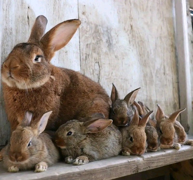 Pure Flemish Giant Rabbits For Sale