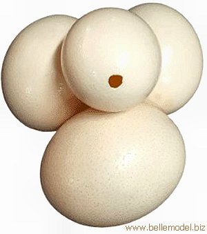 Gezina: Ostrich eggs shells - Plain white
