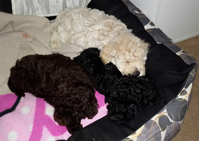 Miniature French Poodle Puppies