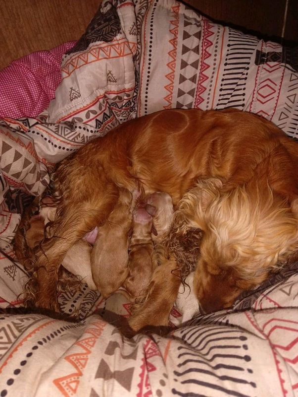 Beautiful Purebred Cocker Spaniel puppies for Sale Witbank