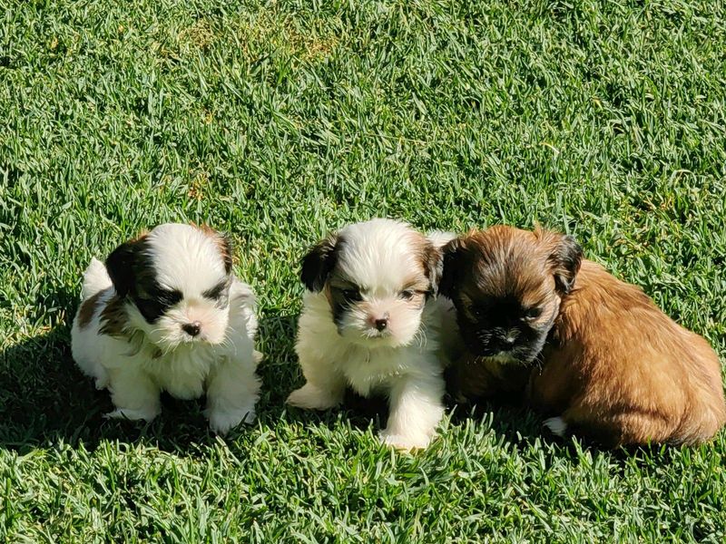 Shih Tzu Puppies