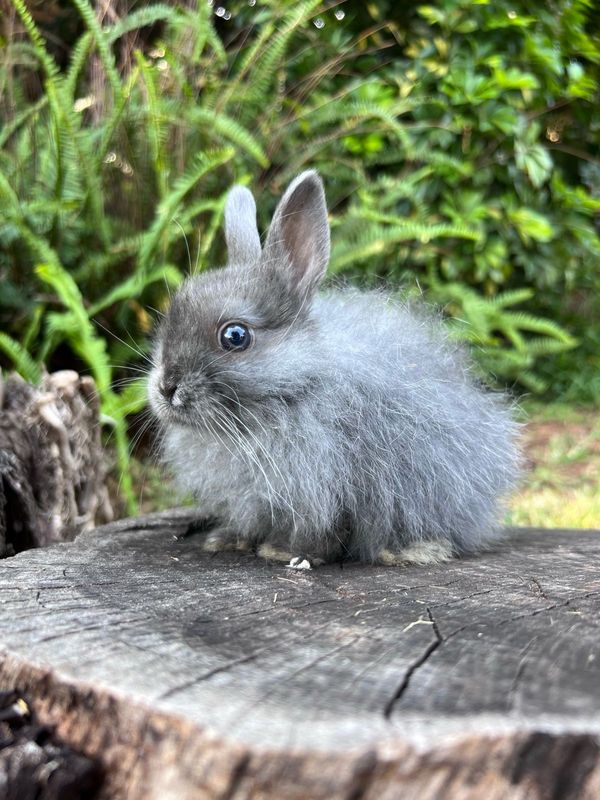 Purebred dwarf angora bunny