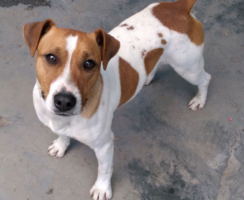 Jack Russell Adult Male