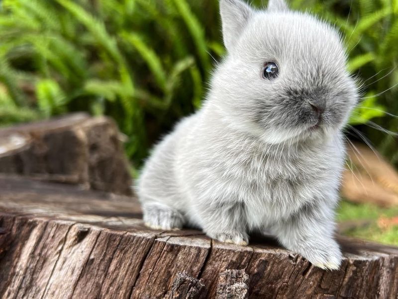 Purebred netherland dwarfs