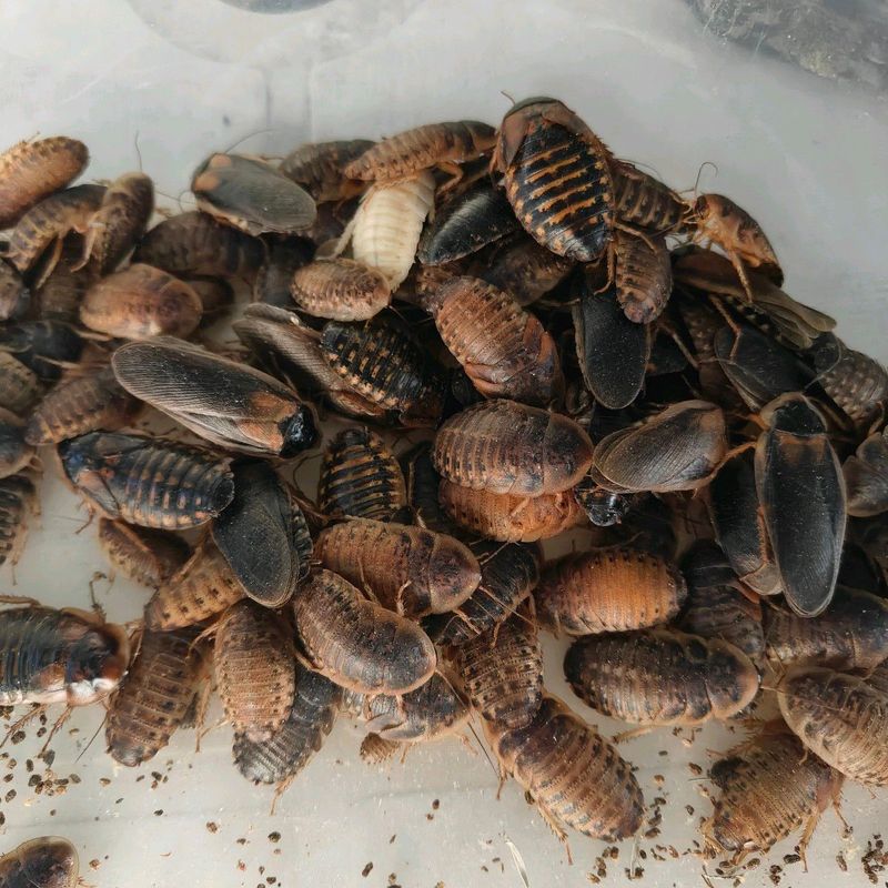 Dubia Roaches for reptile feed