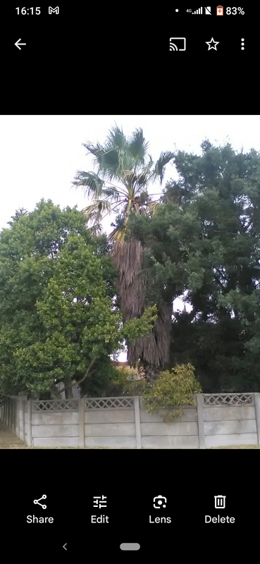 Palm tree - More than 10 meters tall.