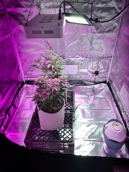 Grow Tent Lights Fans Nutrition Seeds Timer Somerset West Gumtree South Africa