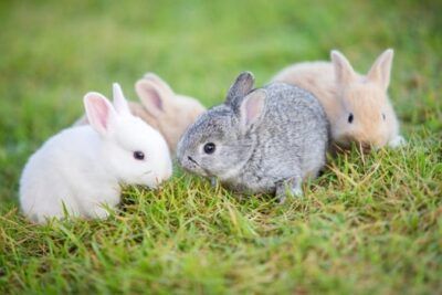 Baby Bunnies For Sale