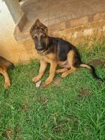 Dogs Puppies for Sale in South Africa Gumtree