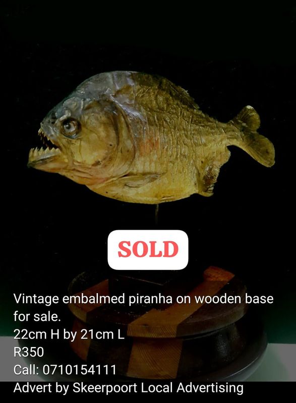 Vintage embalmed piranha on wooden base for sale
