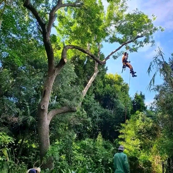 Tree felling and garden service in durban and surrounding areas