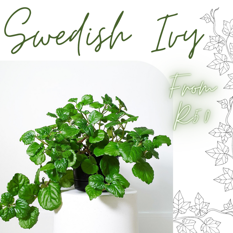 Swedish Ivy