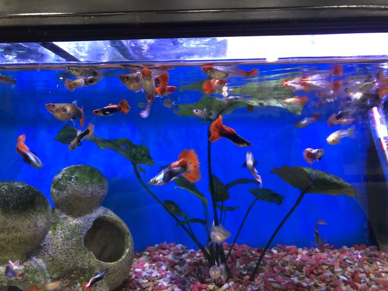 Colourful guppies for sale
