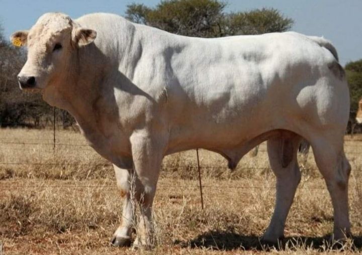 Chianina cattle for sale