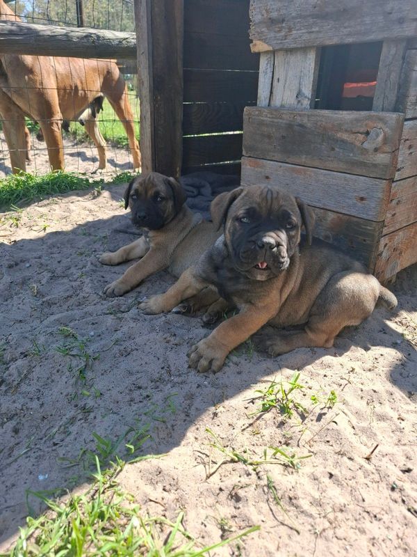 Farm Dogs