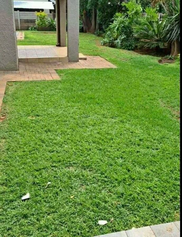 Evergreen grass roll on lawn weed free straight from the farm