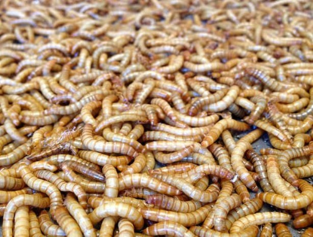 LIVE MEALWORMS AND SUPERWORMS FOR SALE