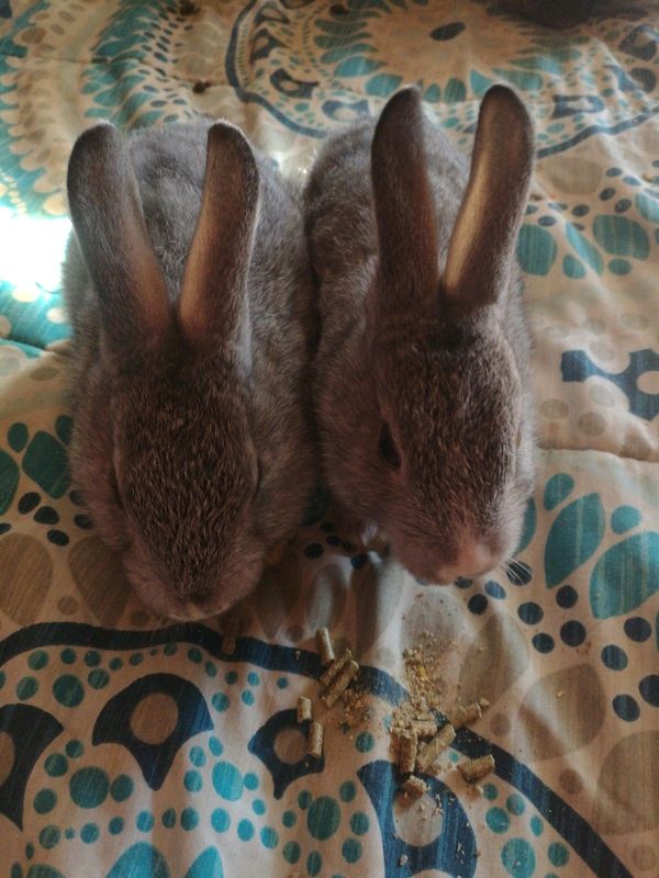 Two Baby Rabbits Needing A Good Home