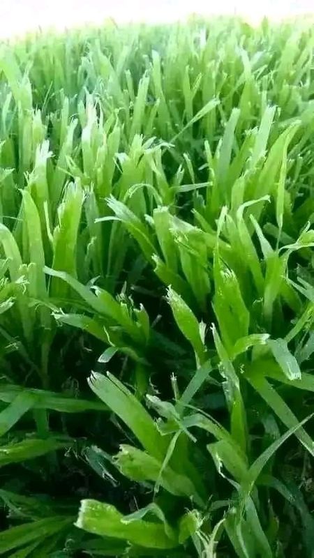 Green and fresh grass straight from the farm