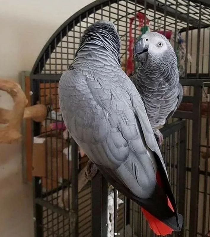 look alike Congo red tail birds