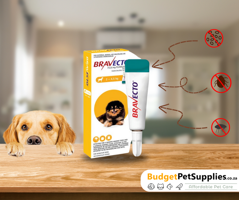 Shield Your Pup from Fleas &amp; Ticks All Season Long with Bravecto Spot On!
