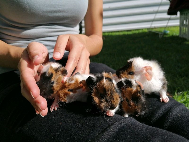 I sell adorable guinea pig babies