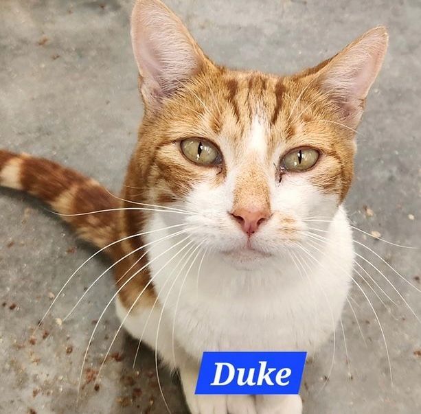 Duke: cat up for adoption