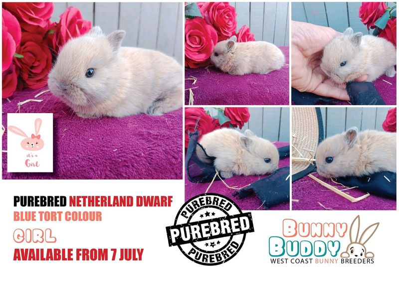 We sell Purebred Netherland Dwarf Rabbits