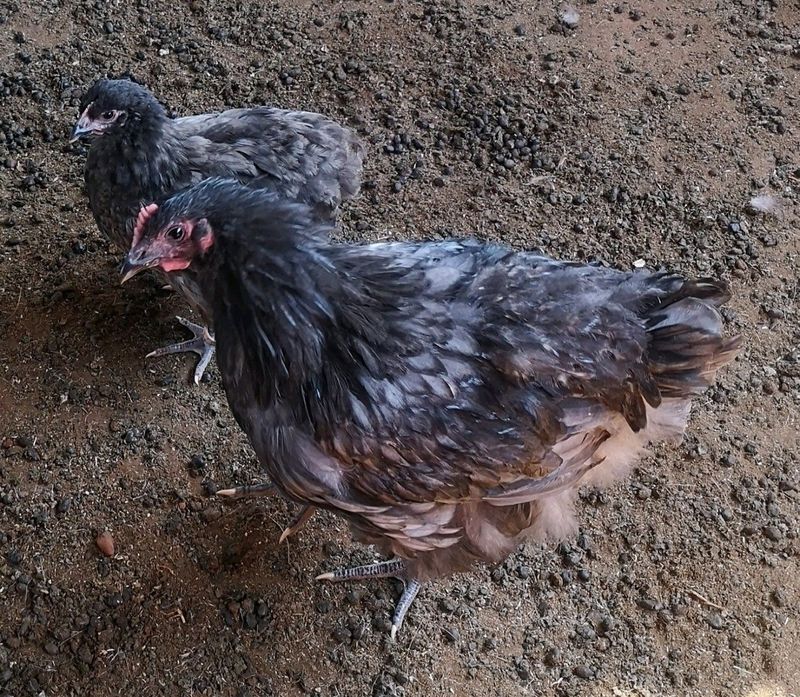 Blue Orpington chicks