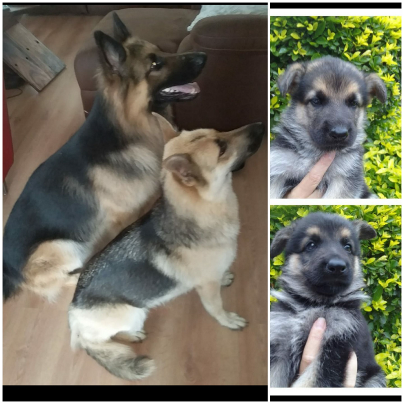 Pure Breed German Shepherd Puppies.Message 063 577 2264