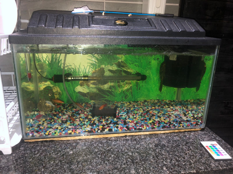 2ft fish tank