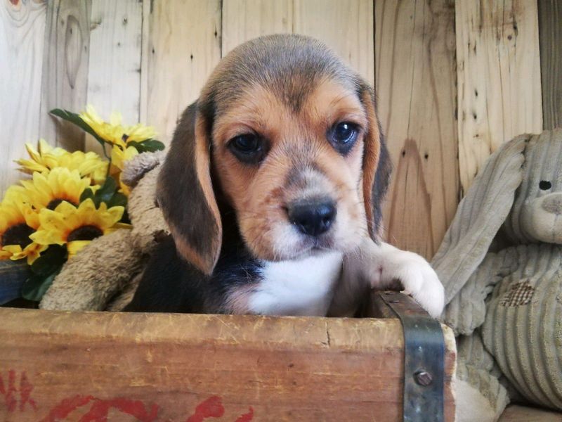 Beagle puppy (male) KUSA registered